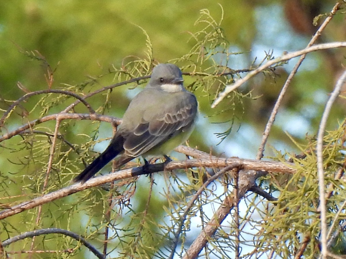 Cassin's Kingbird - ML646847788