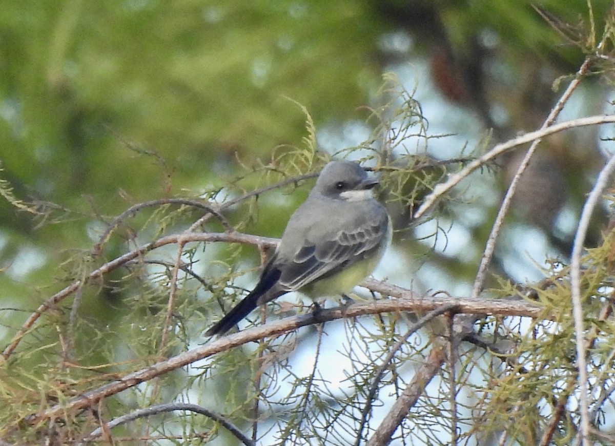 Cassin's Kingbird - ML646847789