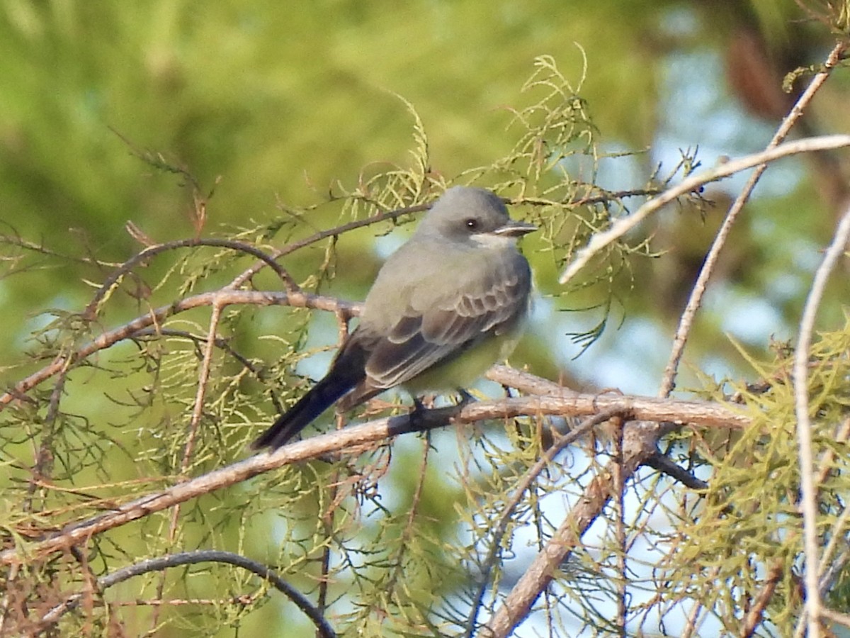 Cassin's Kingbird - ML646847790