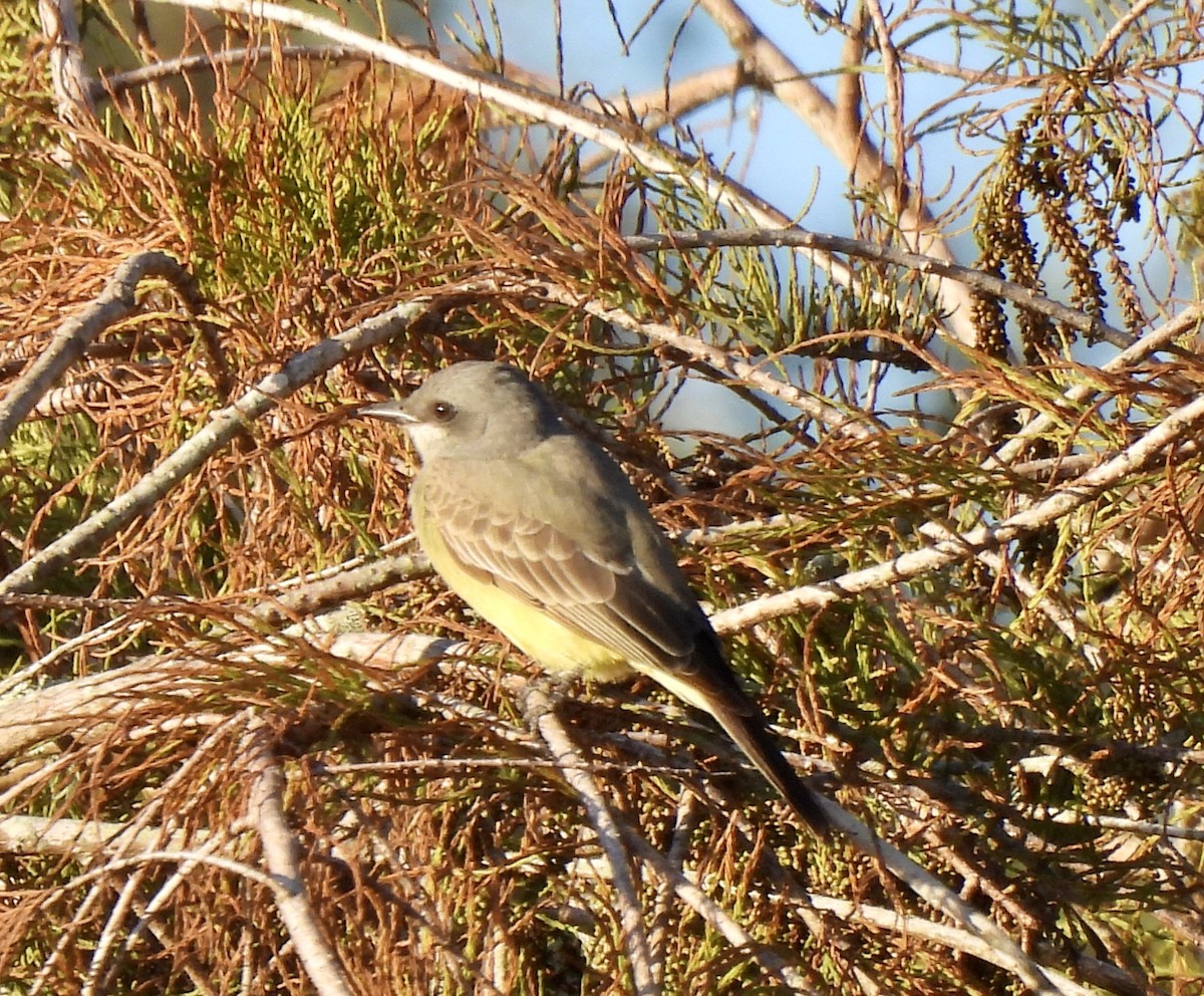 Cassin's Kingbird - ML646847791