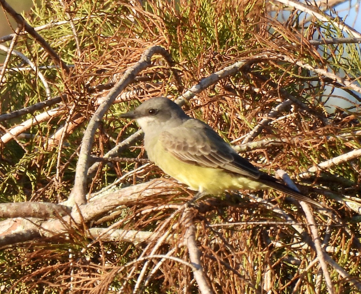 Cassin's Kingbird - ML646847792