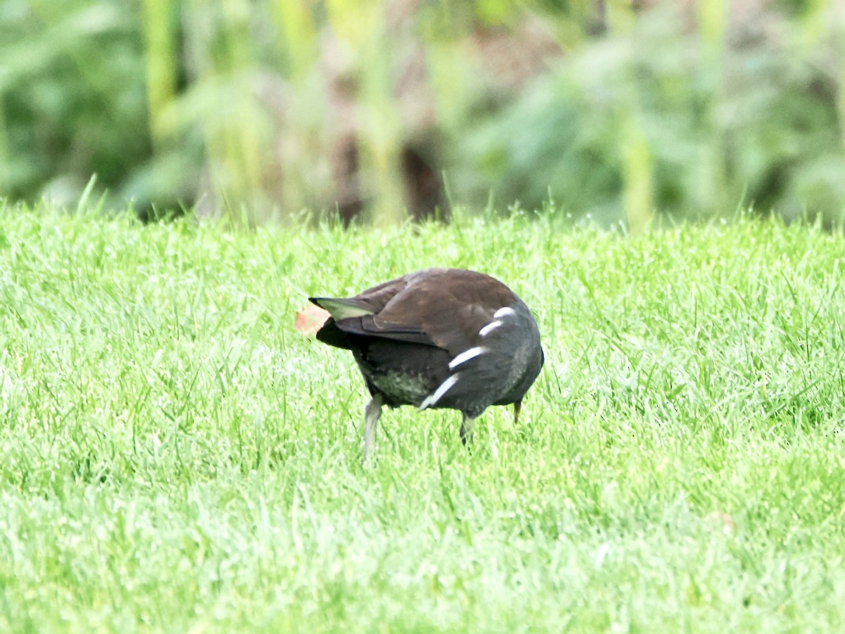 Eurasian Moorhen - ML646847794