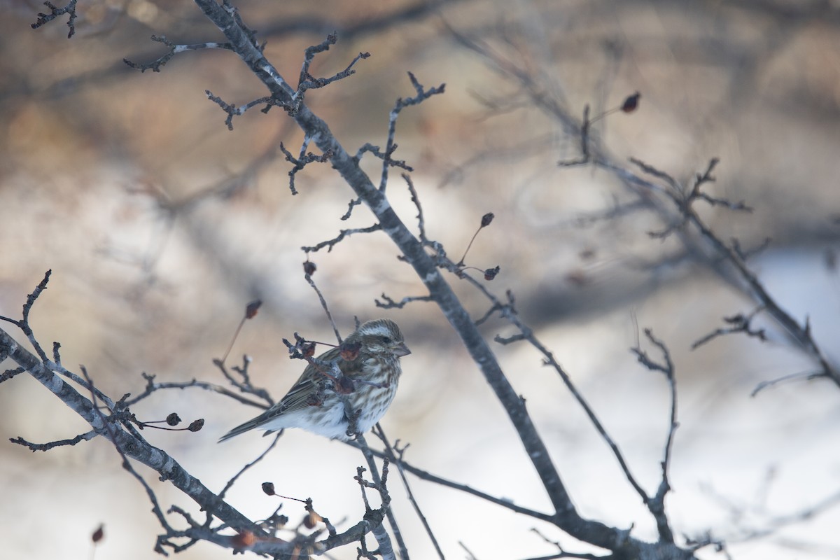 Purple Finch - ML646847795