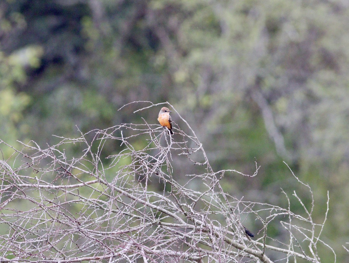Vermilion Flycatcher - ML646847796