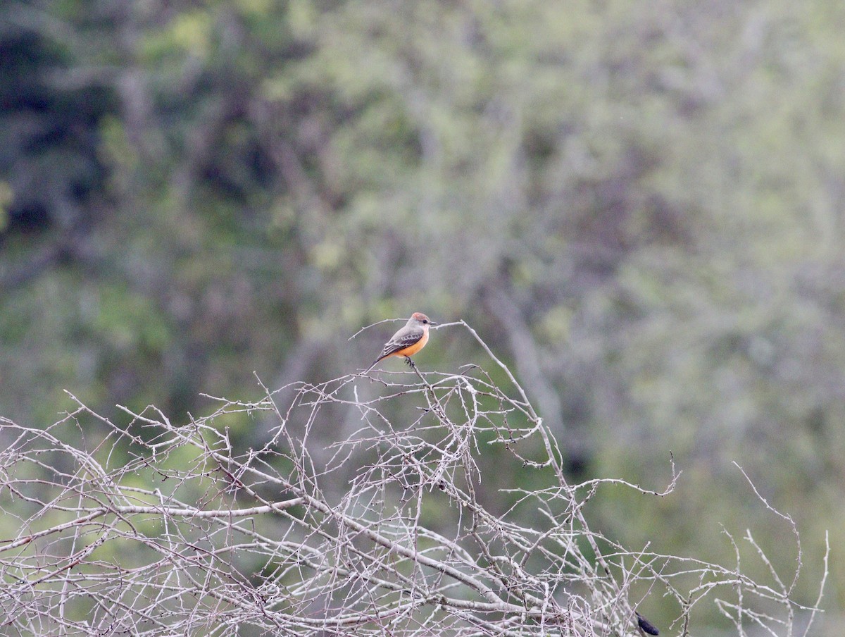 Vermilion Flycatcher - ML646847797