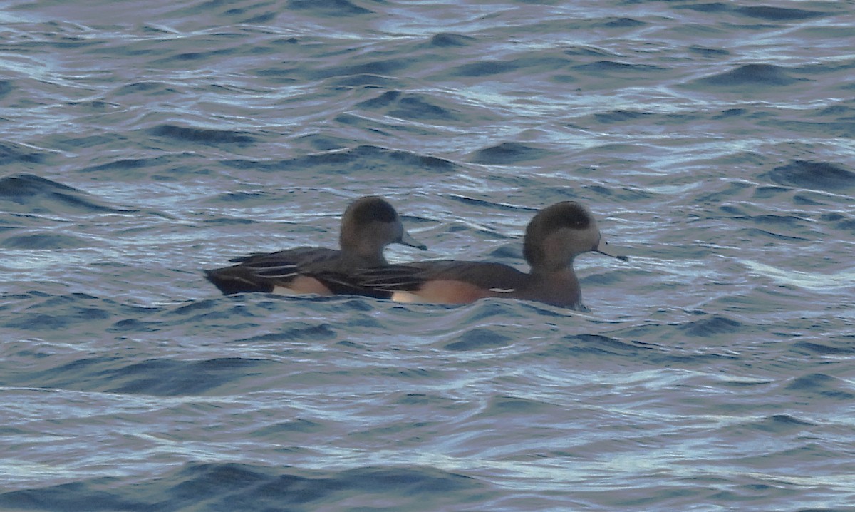 Kanadapfeifente - ML646847799