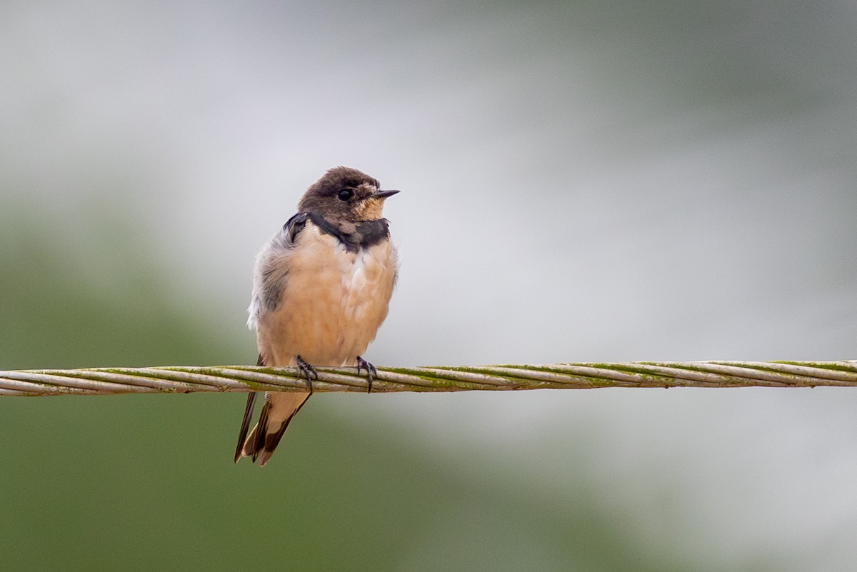 Ластівка сільська - ML646847801