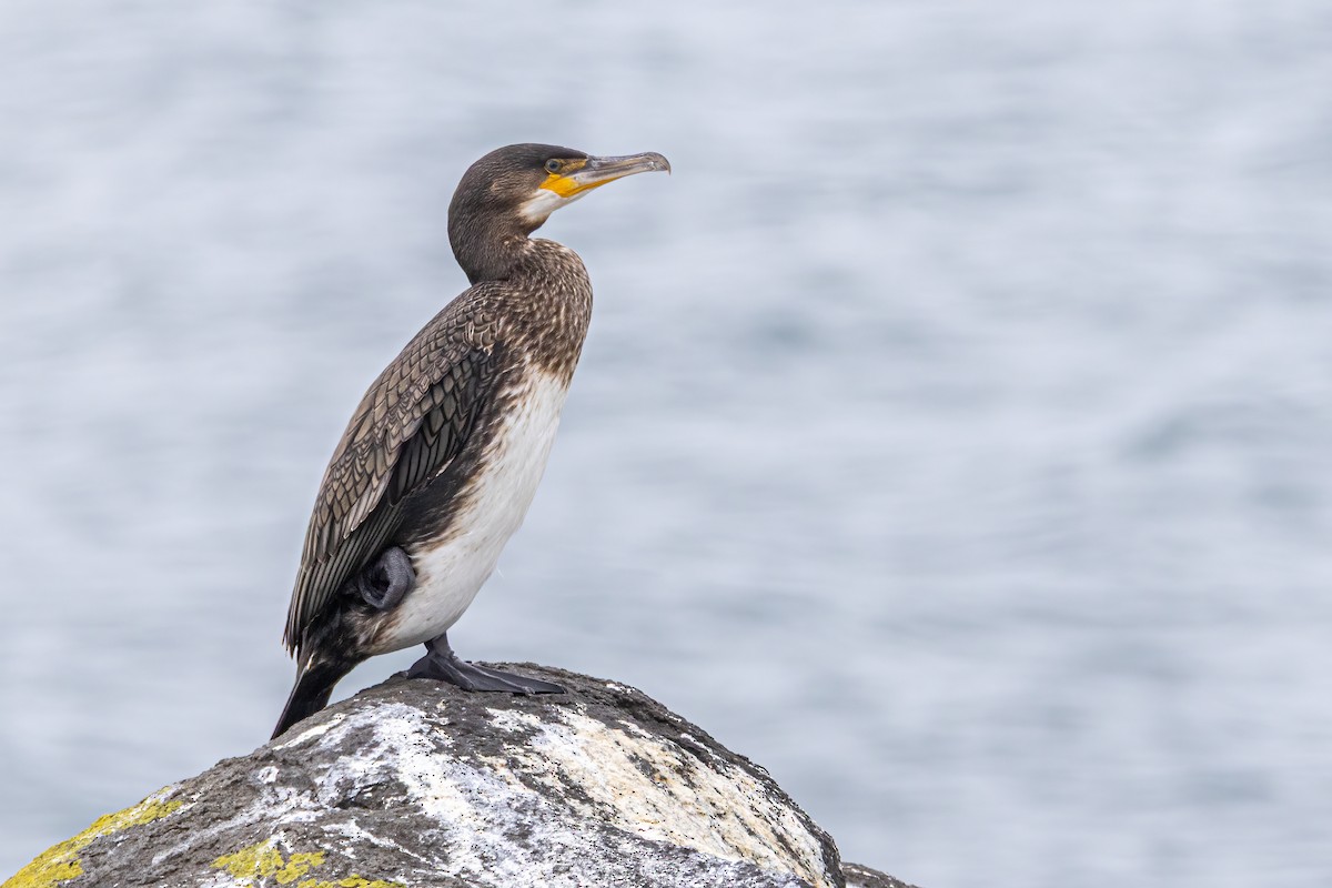 Grand Cormoran - ML646847803