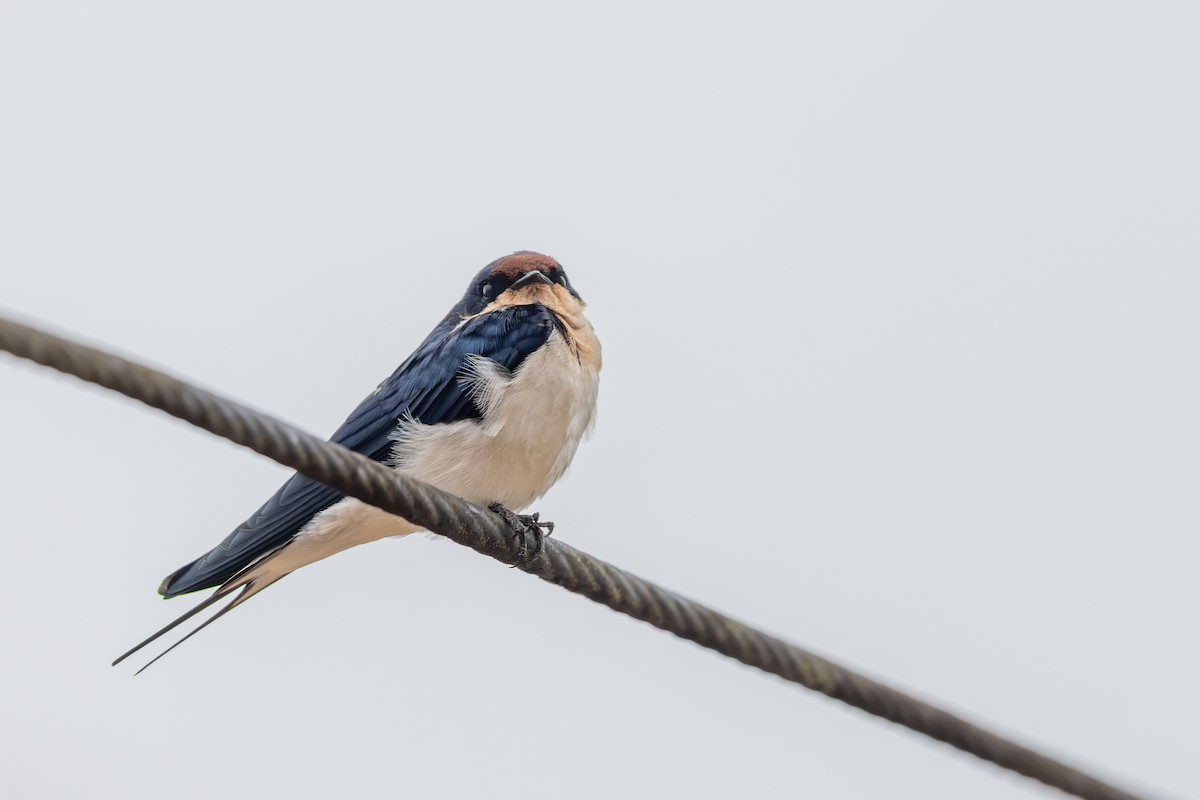 Ластівка ефіопська - ML646847804