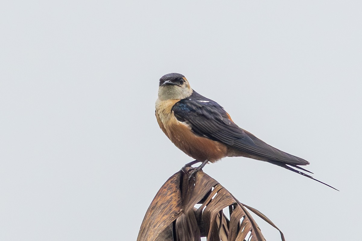 Ластівка сенегальська - ML646847805
