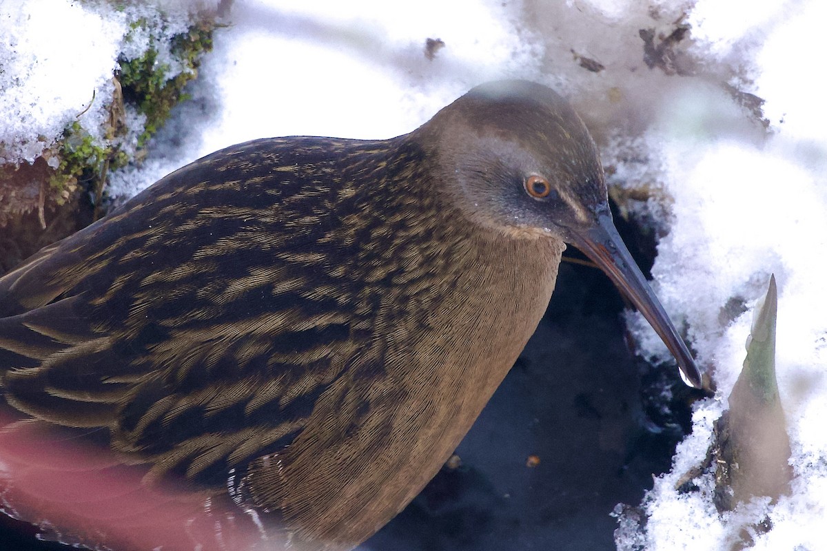 Râle de Virginie - ML646847806