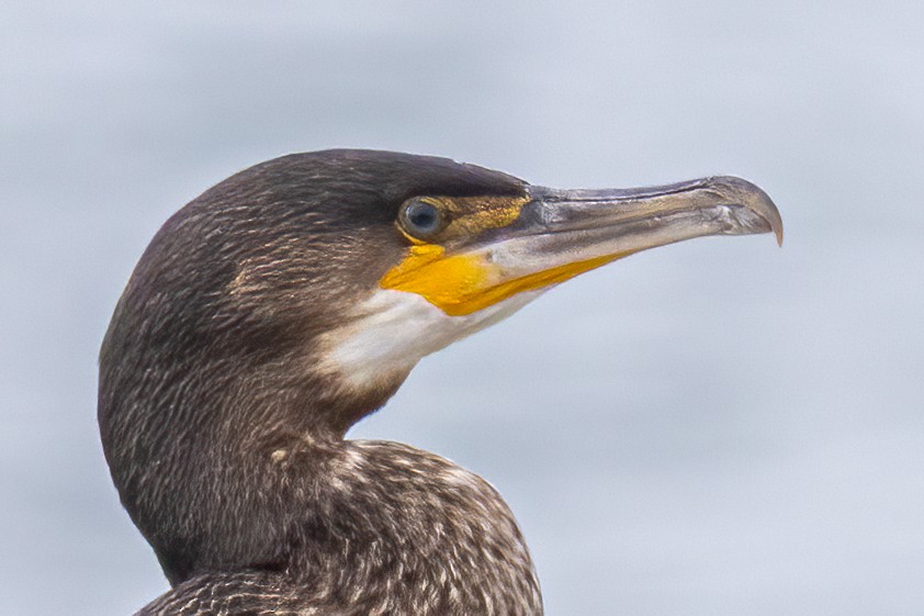 Grand Cormoran - ML646847807