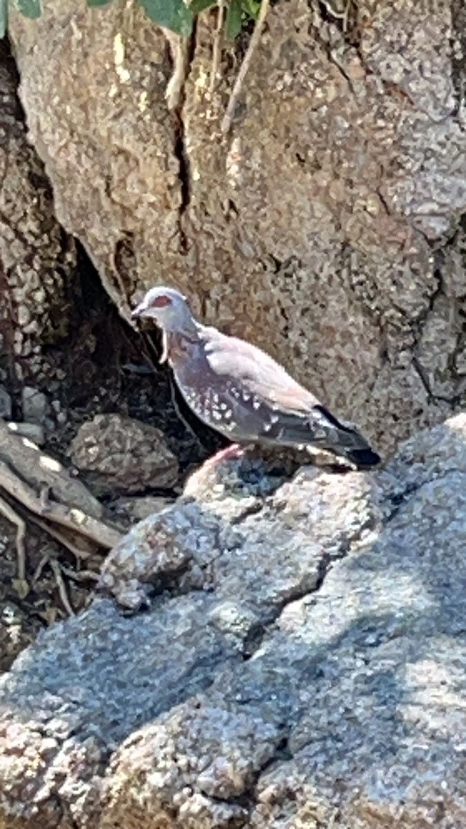 Paloma de Guinea - ML646847808