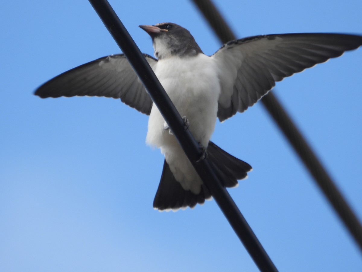 hvitbuksvalestær - ML646847809