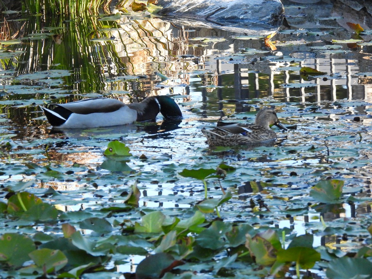 綠頭鴨 - ML646847810