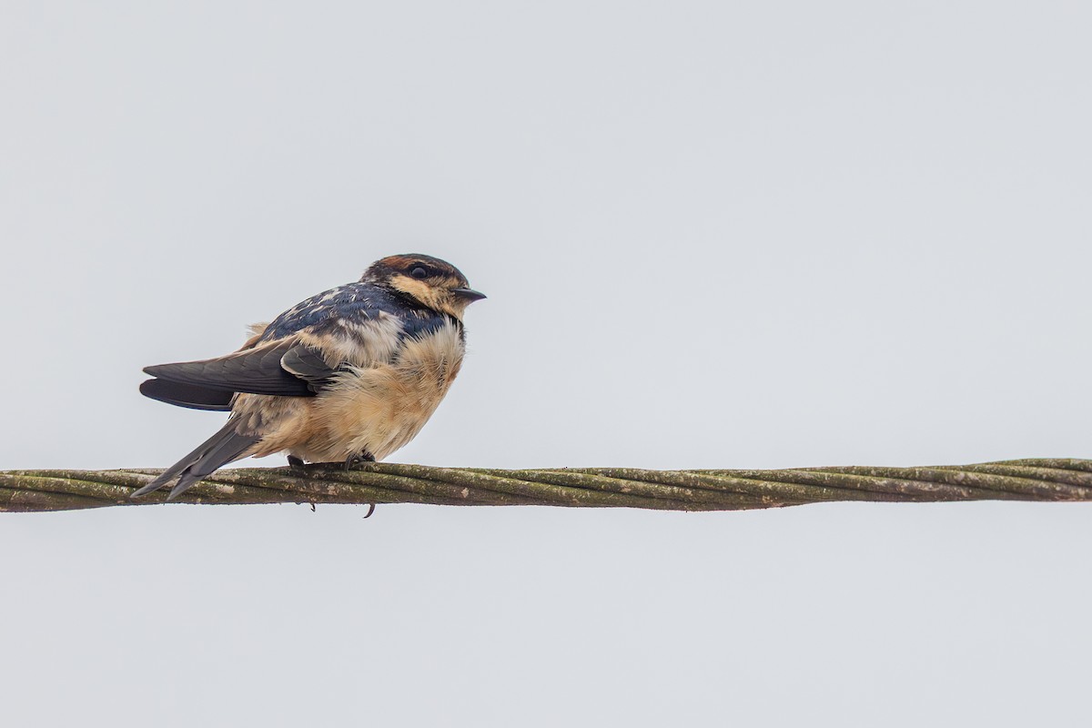 Ясківка червоноброва - ML646847811