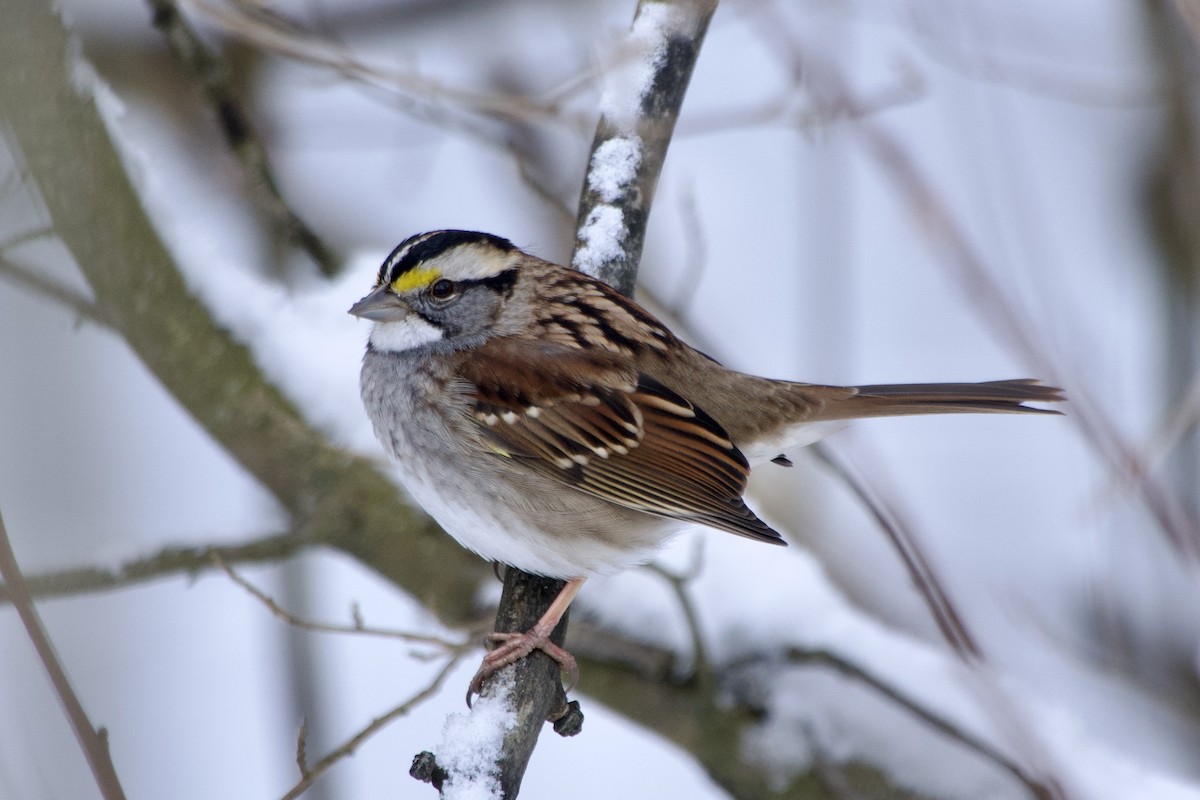 Bruant à gorge blanche - ML646847815