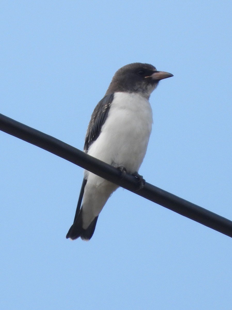 hvitbuksvalestær - ML646847822