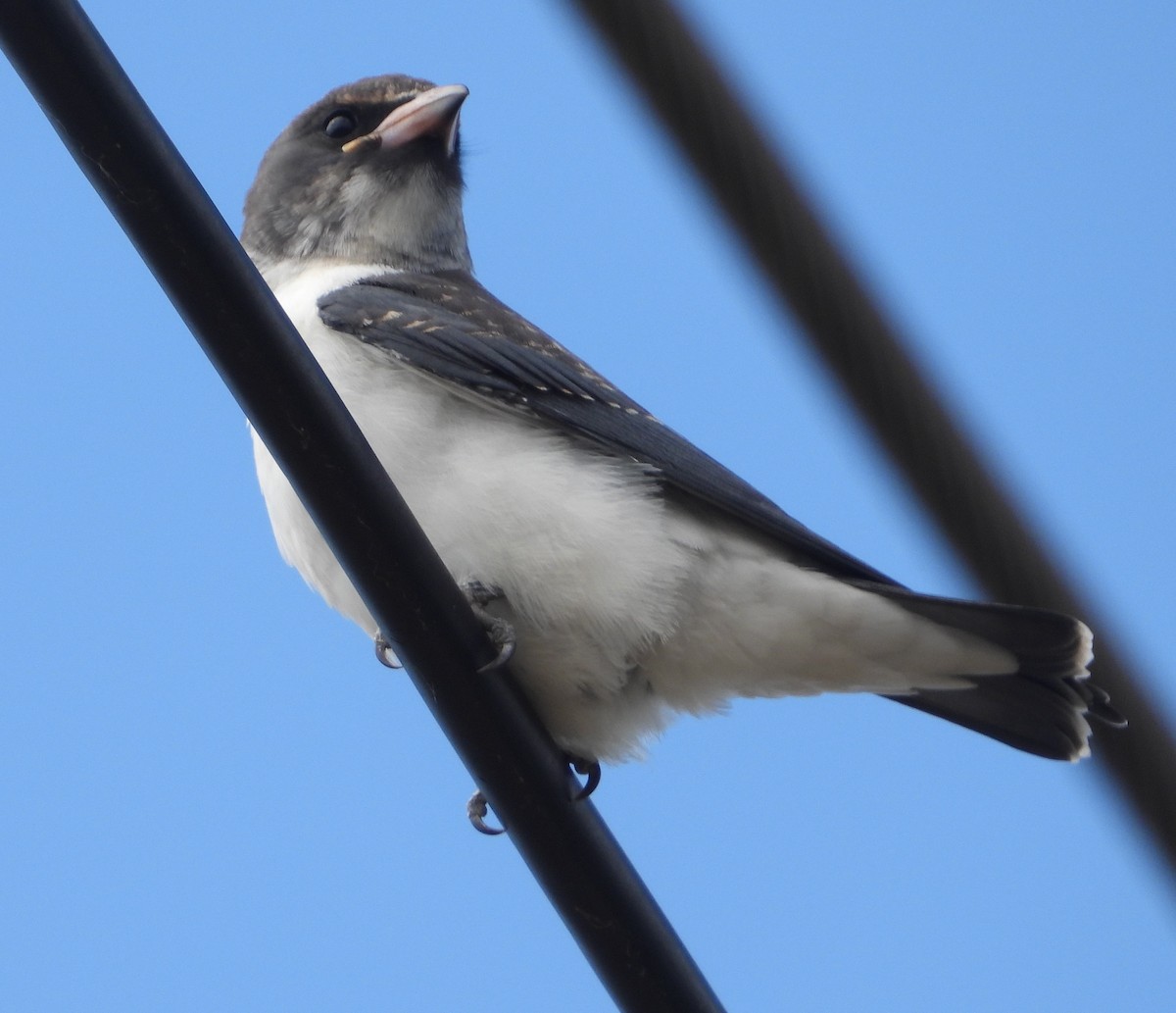 hvitbuksvalestær - ML646847823