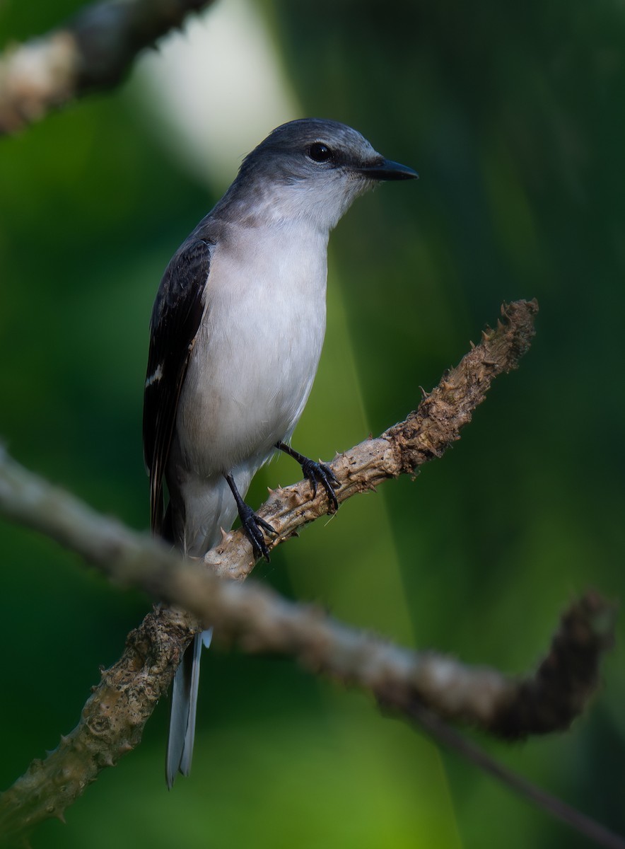 Kül Rengi Minivet - ML646847825