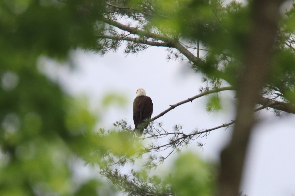 עיטם לבן-ראש - ML646847826