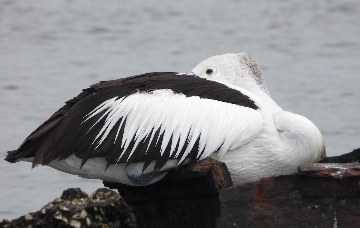 australiapelikan - ML646847827