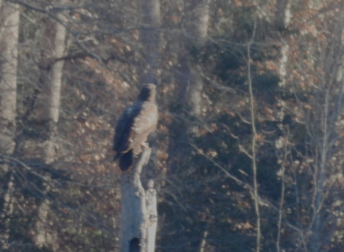 עיטם לבן-ראש - ML646847829