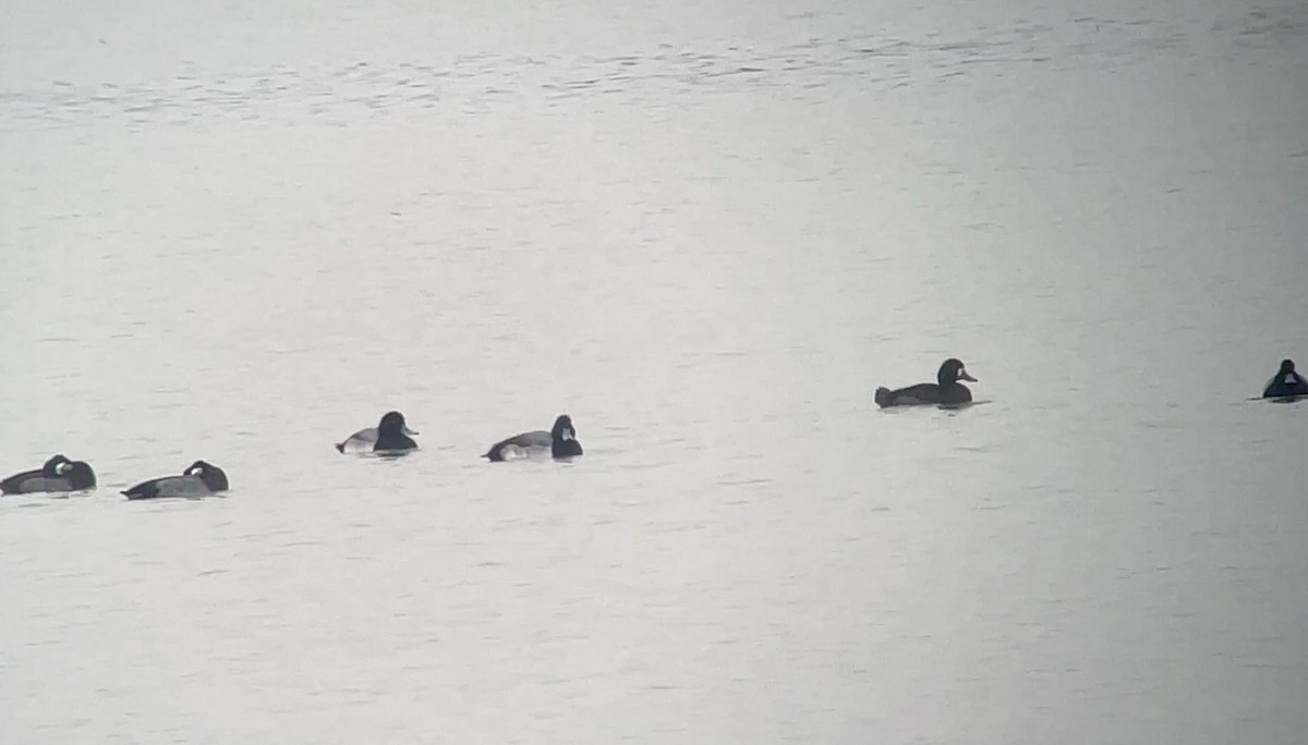 Морская чернеть - ML646847830