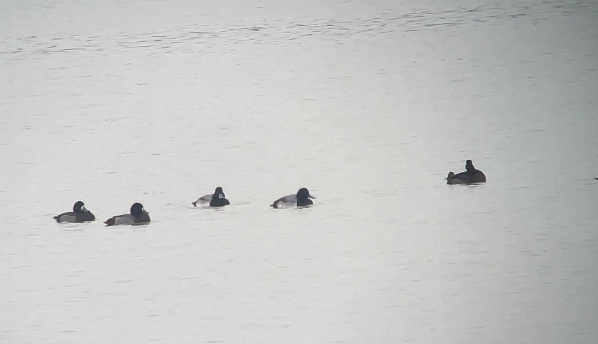 Морская чернеть - ML646847831