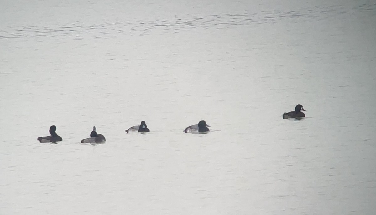 Морская чернеть - ML646847832