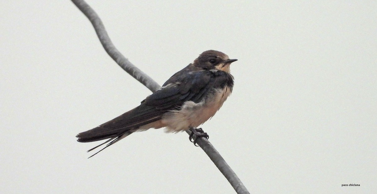 Асрын хараацай - ML646847833