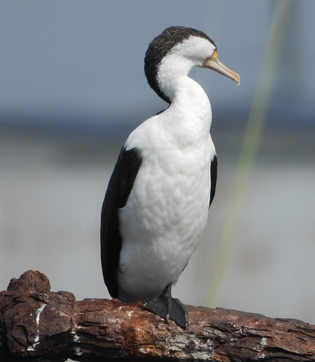 australskarv - ML646847835