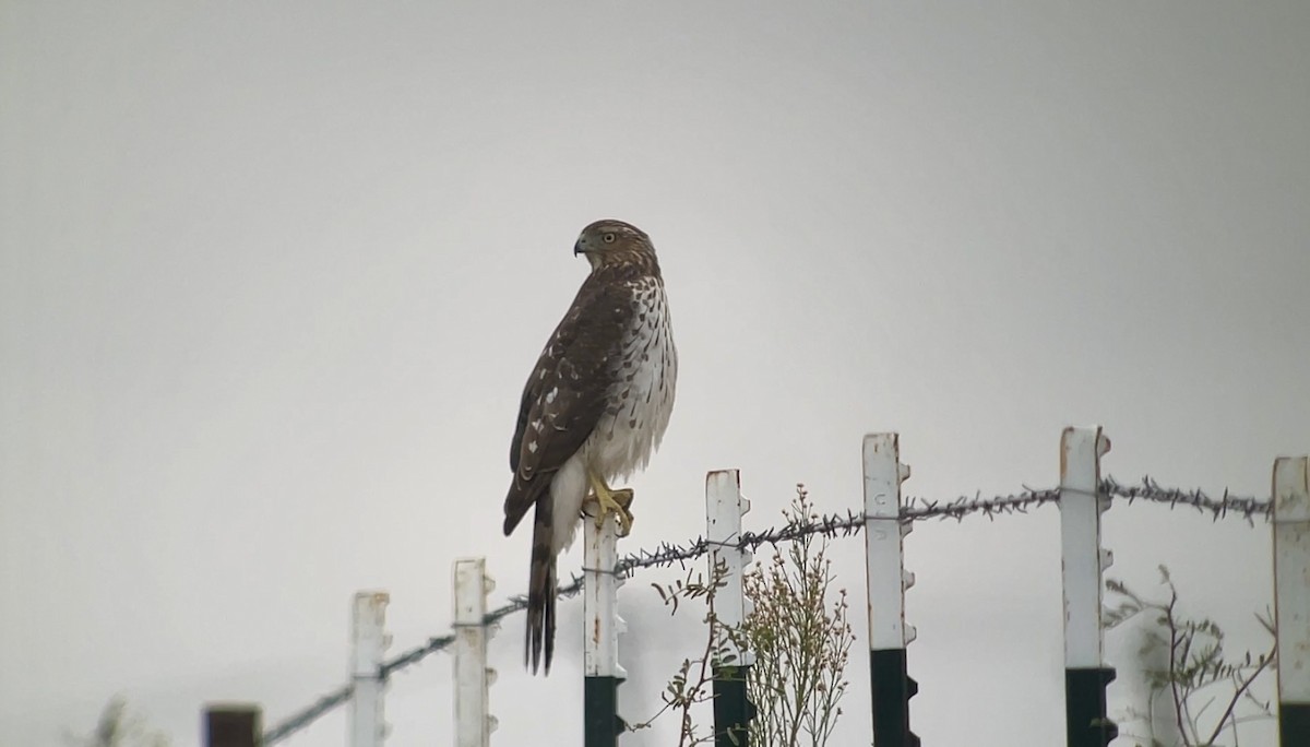 Куперов ястреб - ML646847840