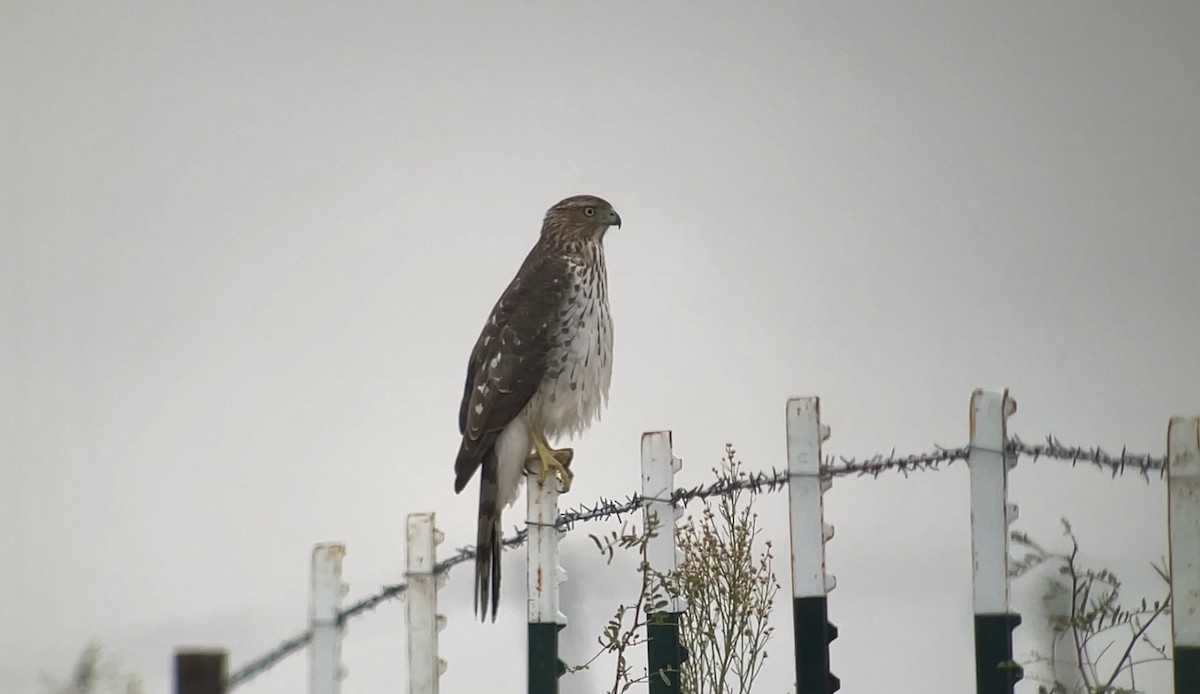 Куперов ястреб - ML646847841