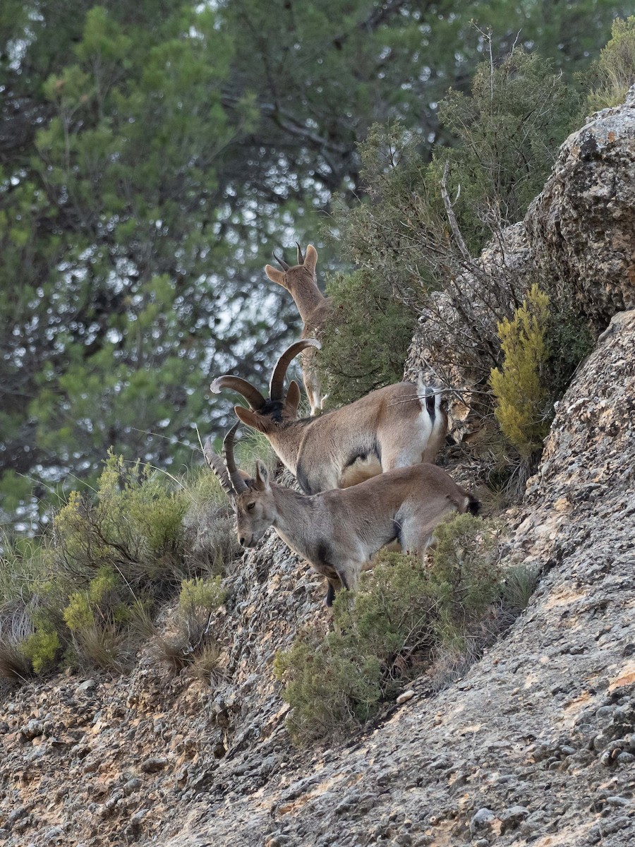 Iberian Ibex - ML646847842