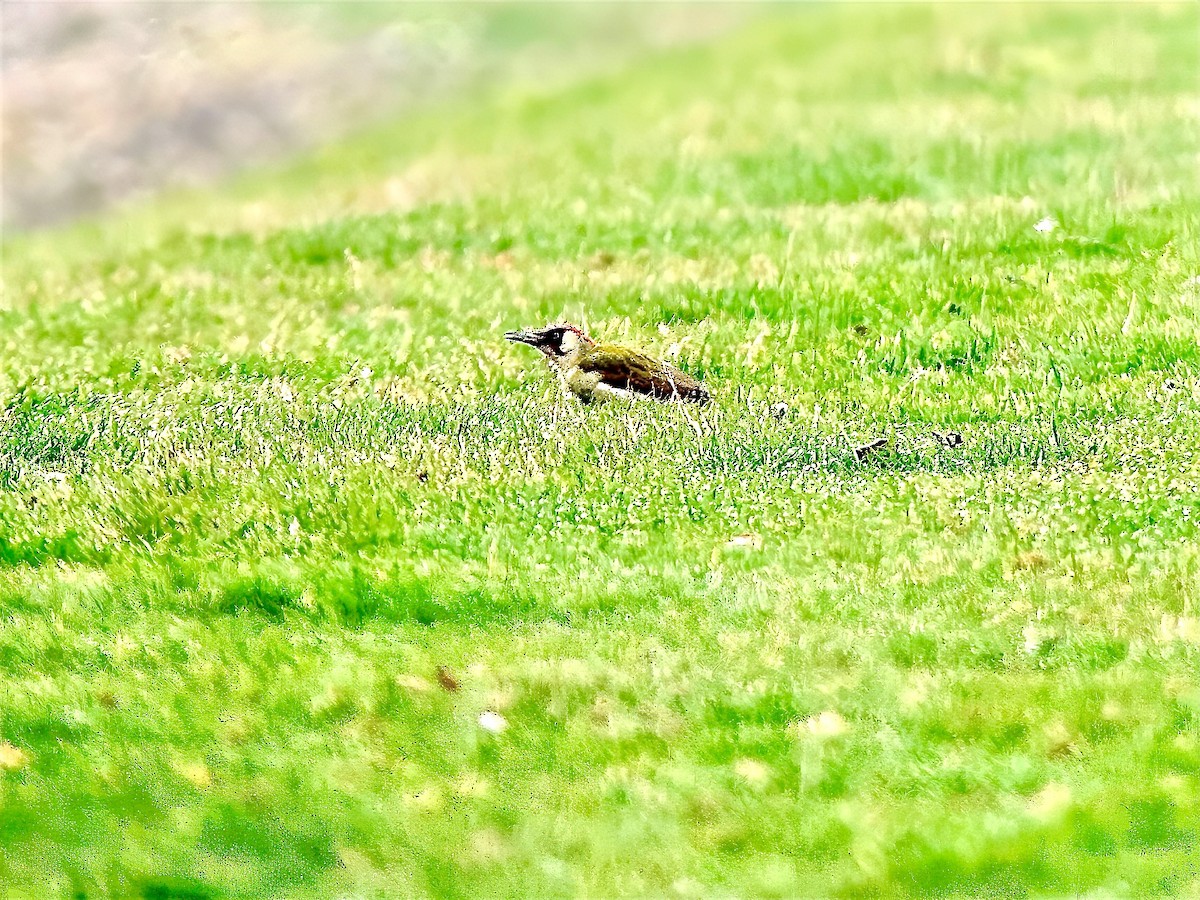 Eurasian Green Woodpecker - ML646847850