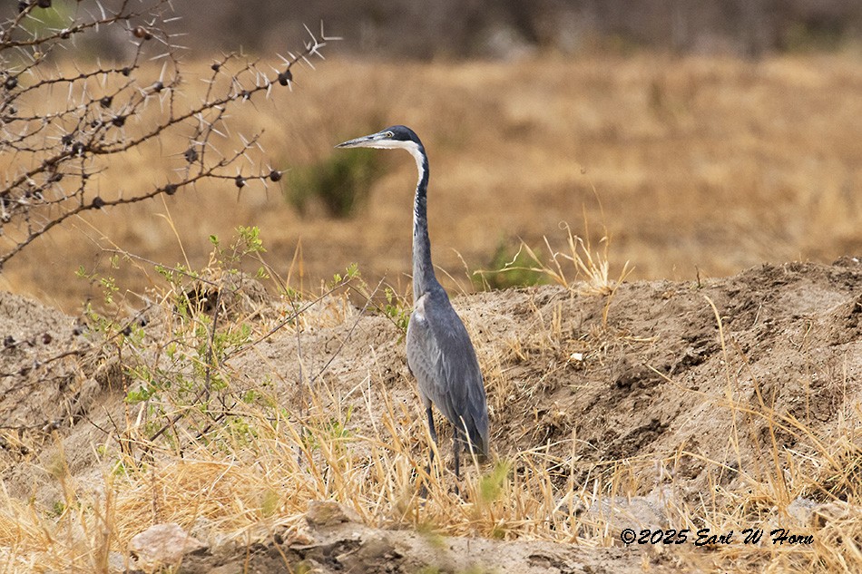Héron mélanocéphale - ML646847851