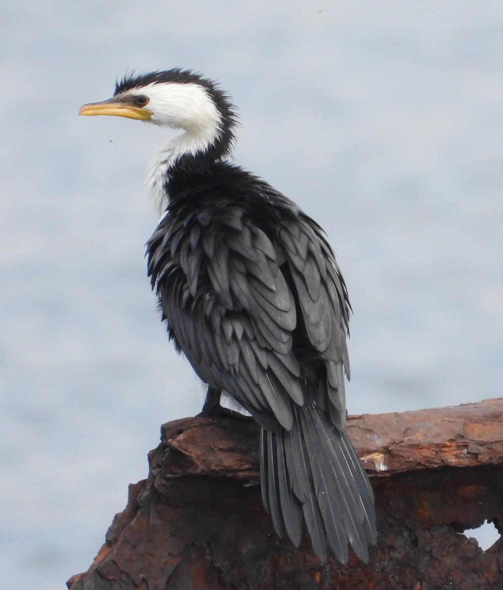 kortnebbskarv - ML646847852