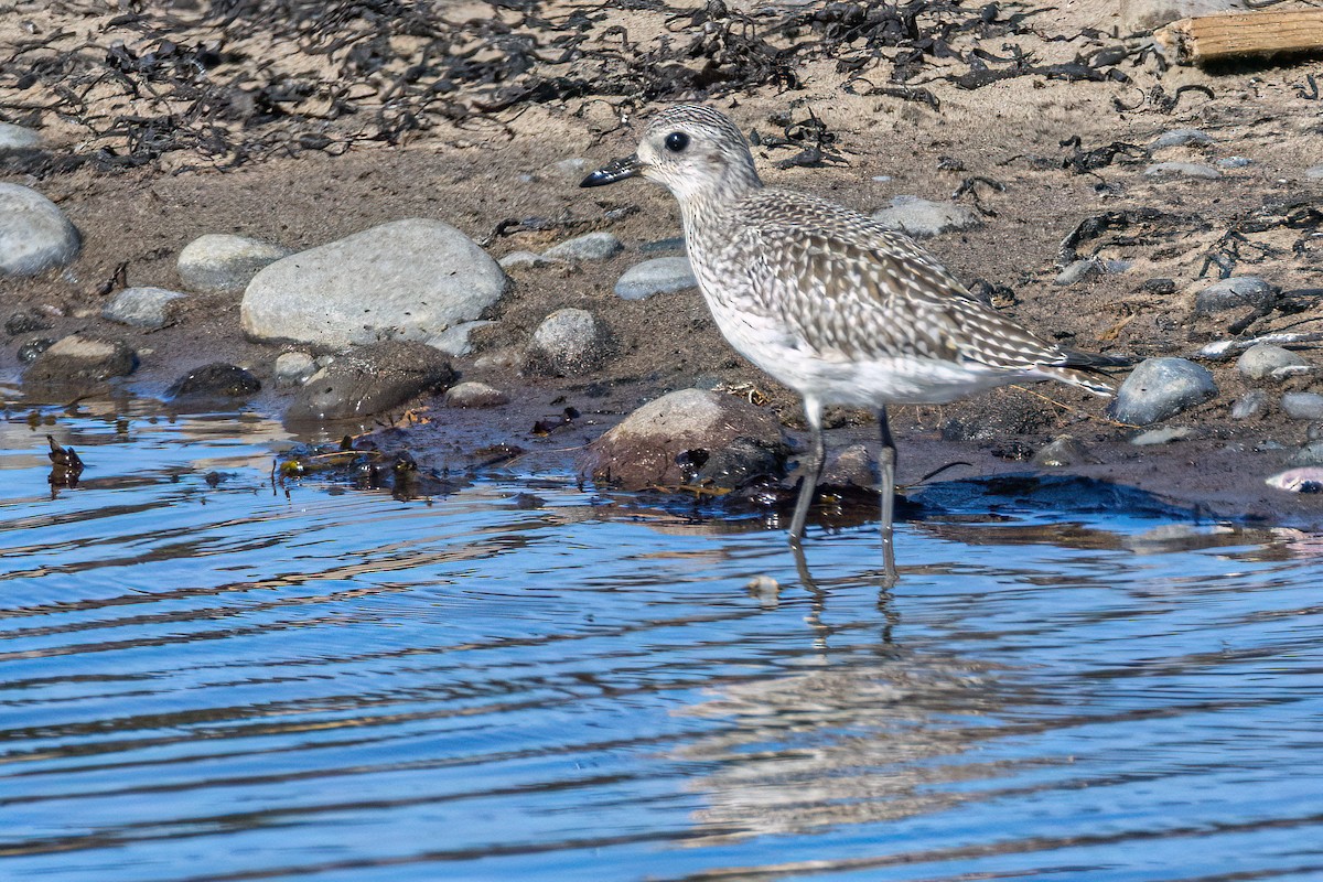 Pluvier argenté - ML646847853