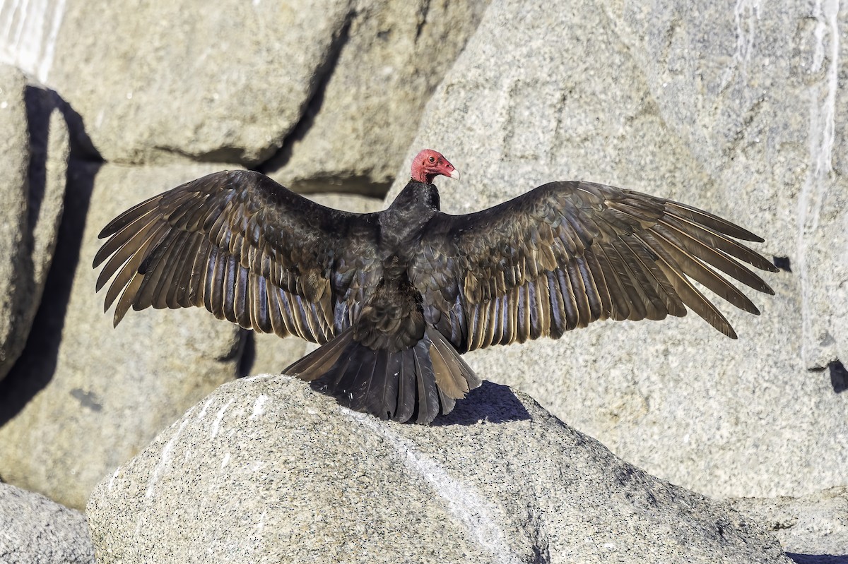 Turkey Vulture - ML646847855