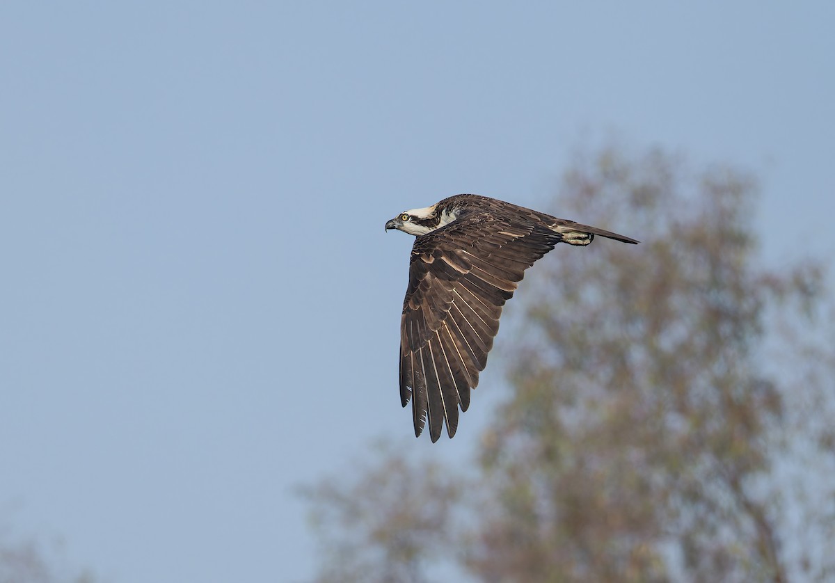 fiskeørn (carolinensis) - ML646847856
