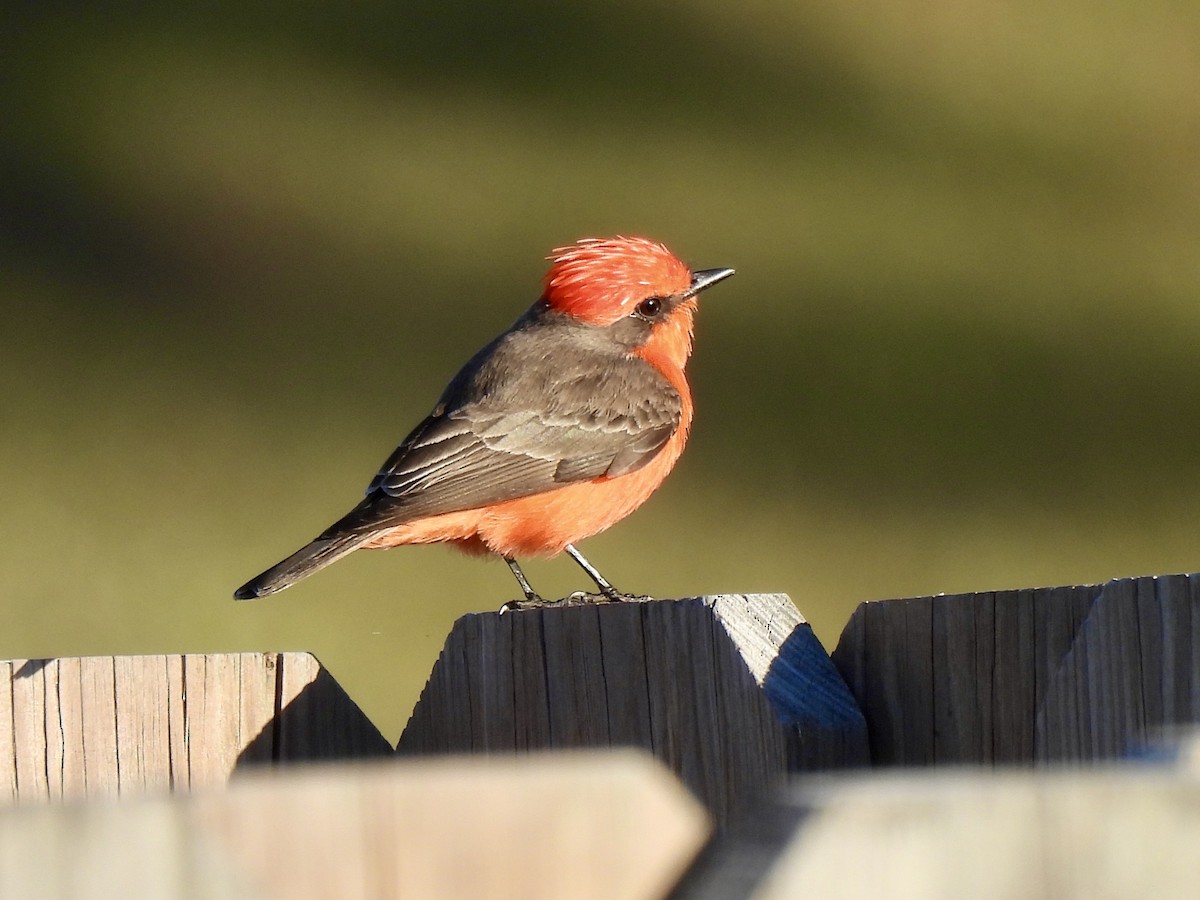 Vermilion Flycatcher - ML646847857