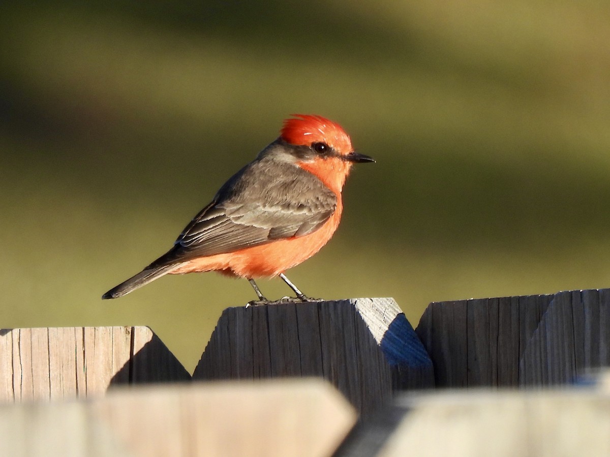 Vermilion Flycatcher - ML646847858