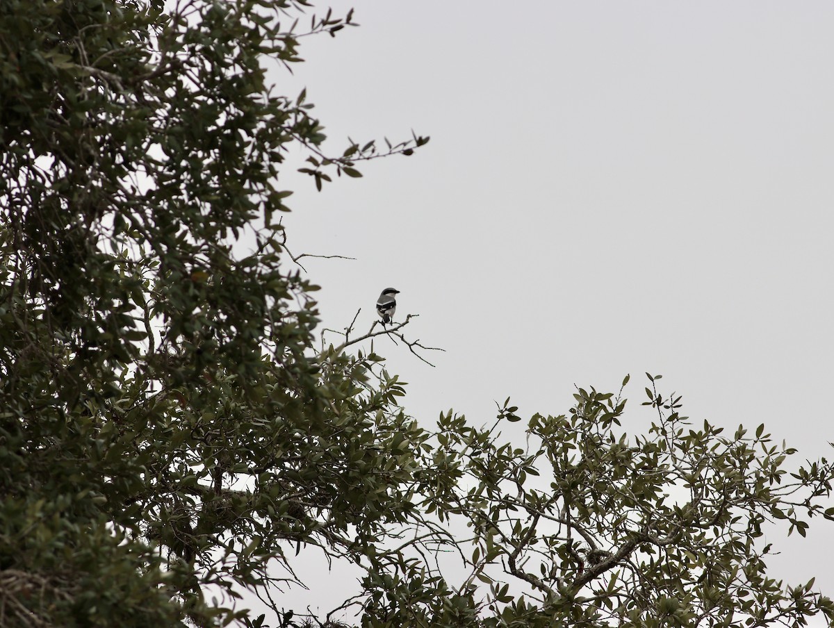 Loggerhead Shrike - ML646847859