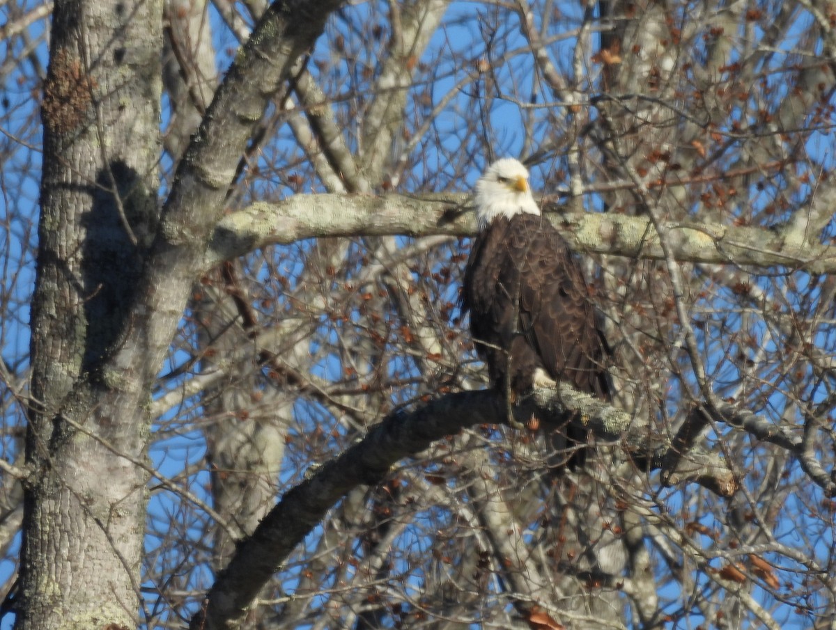 עיטם לבן-ראש - ML646847861