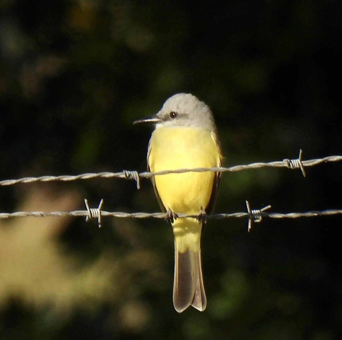 Tropical Kingbird - ML646847863