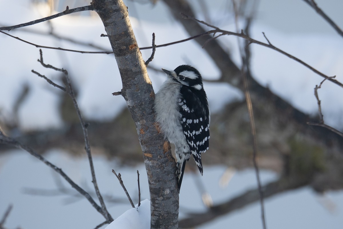 Downy Woodpecker - ML646847866