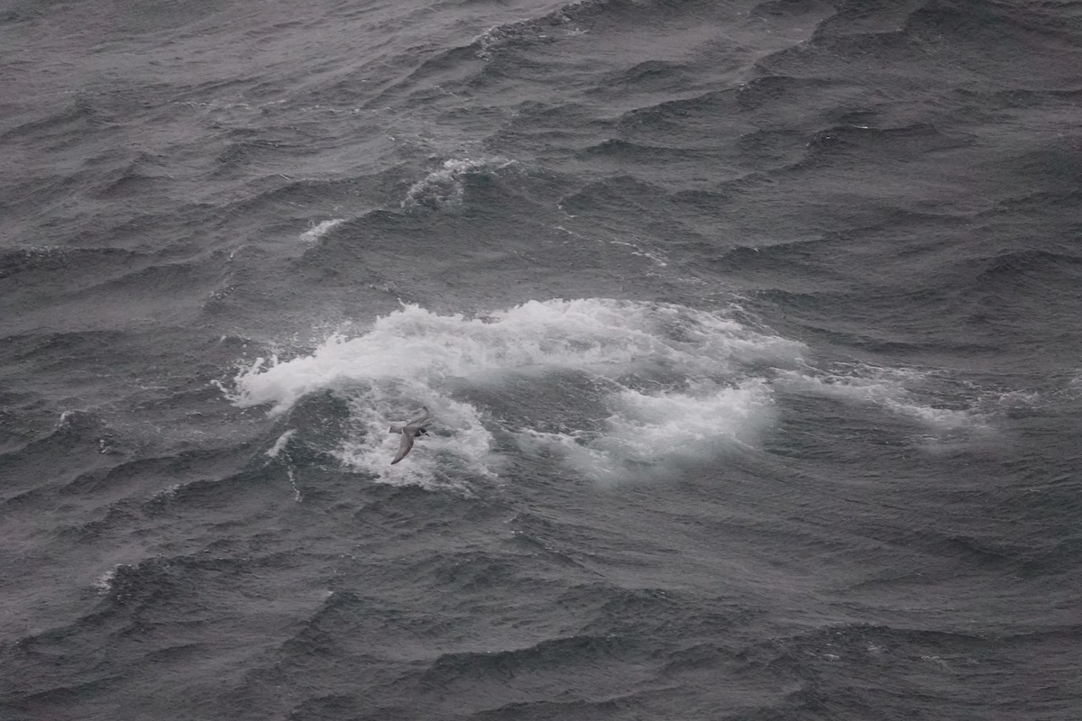 Ak Kuyruklu Priyon - ML646847872