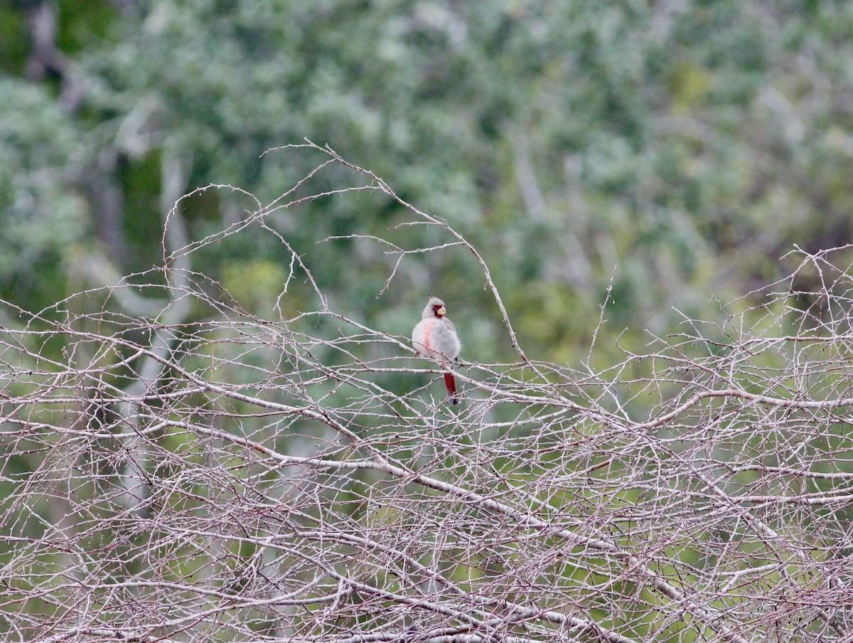 Pyrrhuloxia - ML646847877