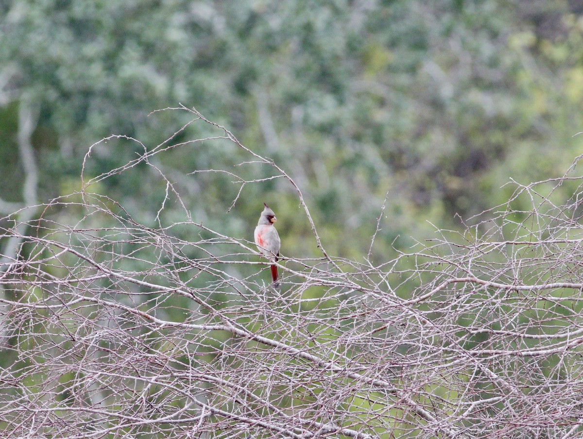 Pyrrhuloxia - ML646847878